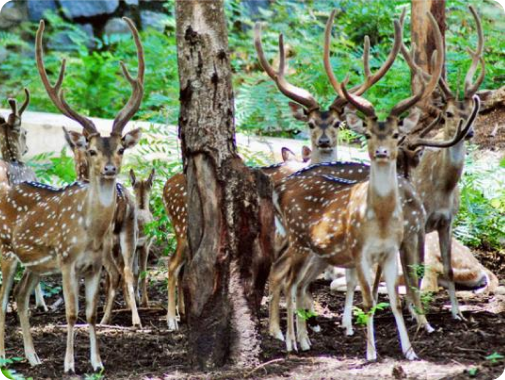 Kurumampatti Zoo